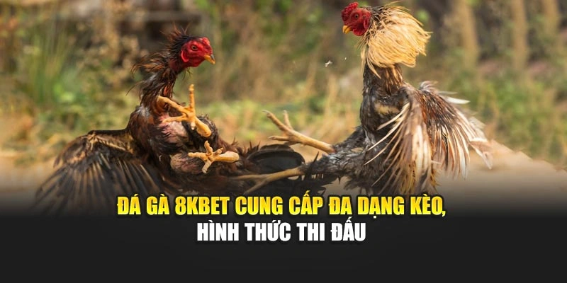 Đá gà 8KBET cung cấp đa dạng kèo, hình thức thi đấu