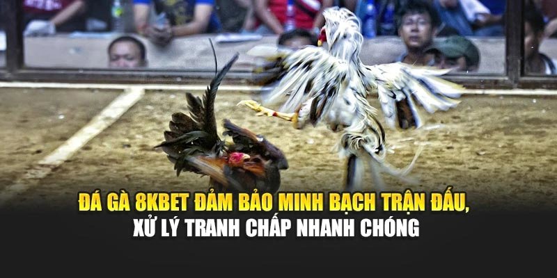 Đá gà 8KBET đảm bảo minh bạch trận đấu, xử lý tranh chấp nhanh chóng