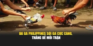 Đá Gà Philippines – Sới Gà Cực Căng, Thắng Dễ Mỗi Trận