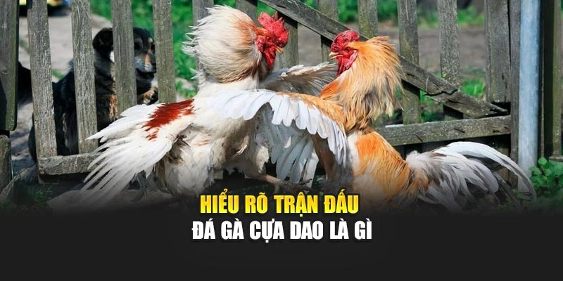 Đá Gà Cựa Dao – Tham Gia Sới Gà, Trải Nghiệm Cực Đã 4 Hiểu rõ trận đấu đá gà cựa dao là gì