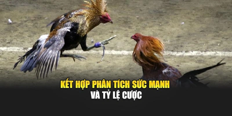 Kết hợp phân tích sức mạnh và tỷ lệ cược